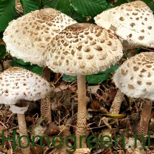 Grote Parasolzwam 1 Liter Rogge